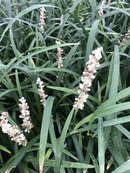 3x Leliegras - Liriope musc. 'Monroe White' | 9x9 cm pot