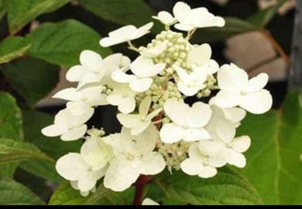 Hydrangea pan. 'Wim's Red®' - Pluimhortensia 50- 60 cm in pot