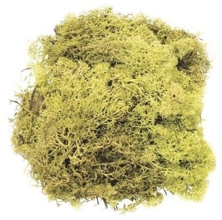 3x zakjes decoratie mos lichtgroen 50 gram