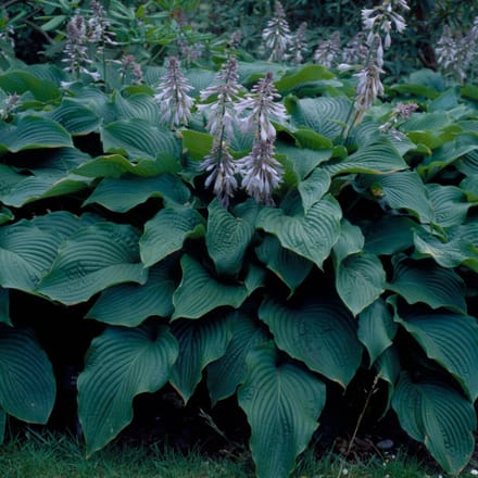 Hosta 'Elegans' (Hosta siebolda Elegans) - Hosta Sieboldii Blauwe / Sieboldiana - Hartlelie - Vaste planten - Bijen-Vlinders