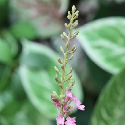 Kunst Lavendel tak 75cm Cerise