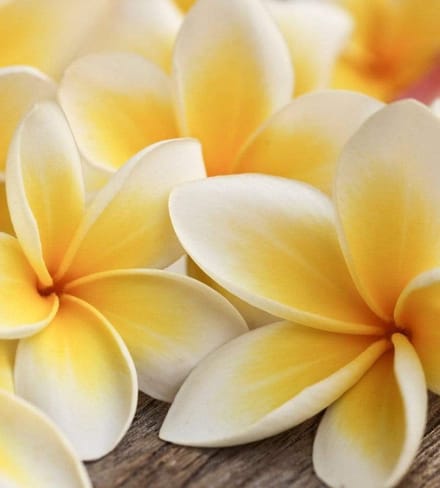 Fotobehang - Plumeria 225x250cm - Vliesbehang