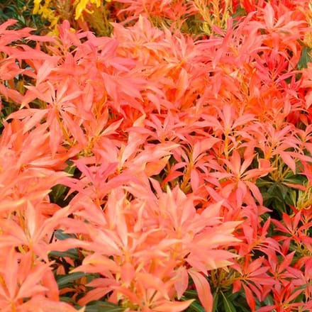 Pieris 'Forest Flame' - Rotsheide;Lavendelheide 30-40 cm pot
