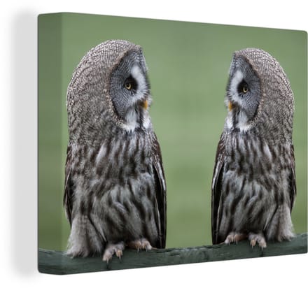 Canvas Schilderij Grote grijze uilen - 40x30 cm - Wanddecoratie