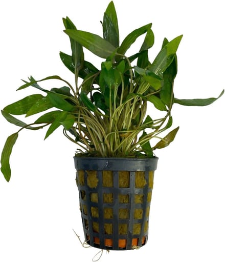 Cryptocoryne Wendtii Bruin - Aquariumplant - Moerings