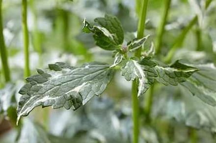 6x Dropplant - Agastache hybr. 'Crazy Fortune'® | 9x9 cm pot