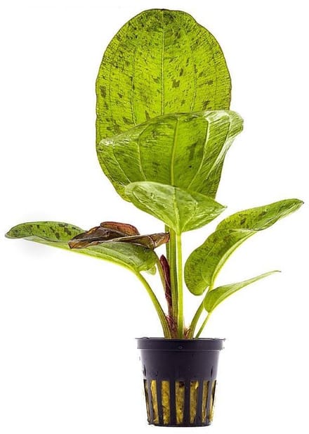 Aquaflora Echinodorus Paul Kloecker | in 5 cm pot