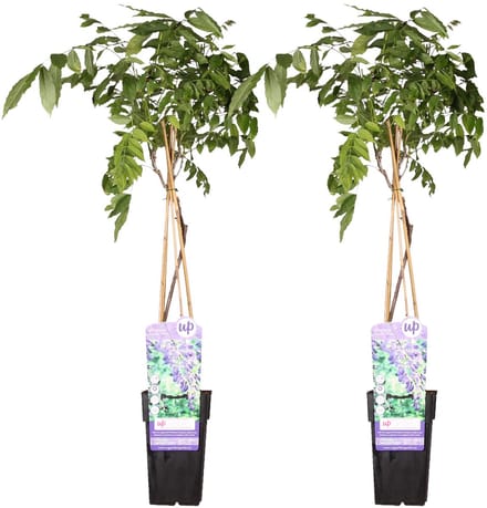 2x Wisteria sinensis 'Prolific' - ↨65cm - Ø15
