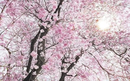 Fotobehang Bloom