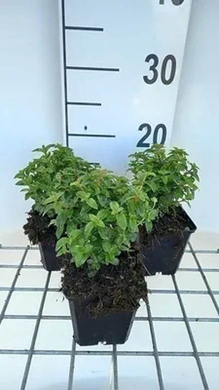 6x Bellenplant - Fuchsia hybr. 'Tom Thumb' | 9x9 cm pot