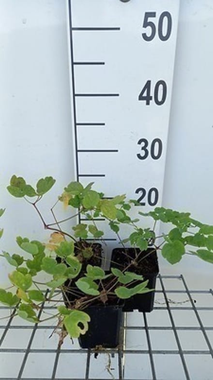 6x Ruit - Thalictrum hybr. 'Elin' | 9x9 cm pot