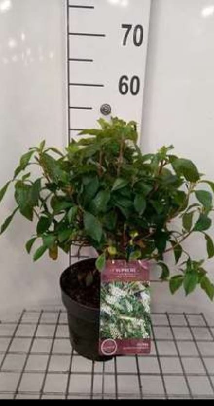 2 x Clethra aln. 'Hummingbird' - Schijnsels 40- 60 cm in pot