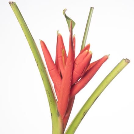 8x Musa coccinea 80cm