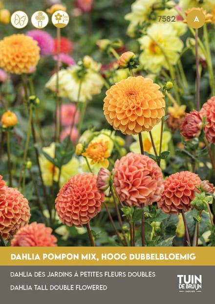 Tuin de Bruijn Dahlia Pompon Mix – 75 Zaden – Snijbloem