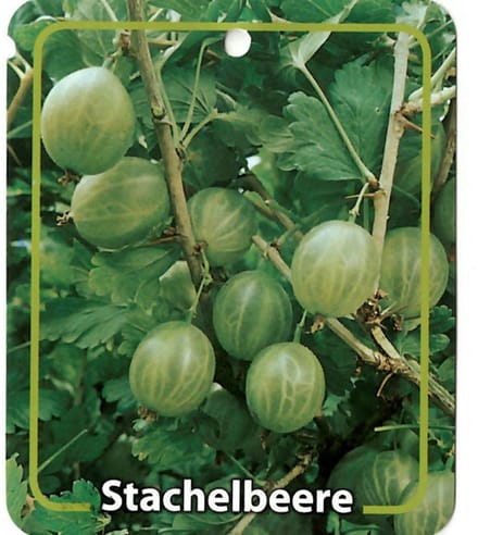 Oosterik home - Ribus Uva-Crispa Grune Stachelbeere