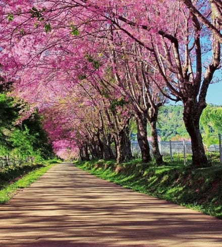 Fotobehang - Blossom Alley 225x250cm - Vliesbehang
