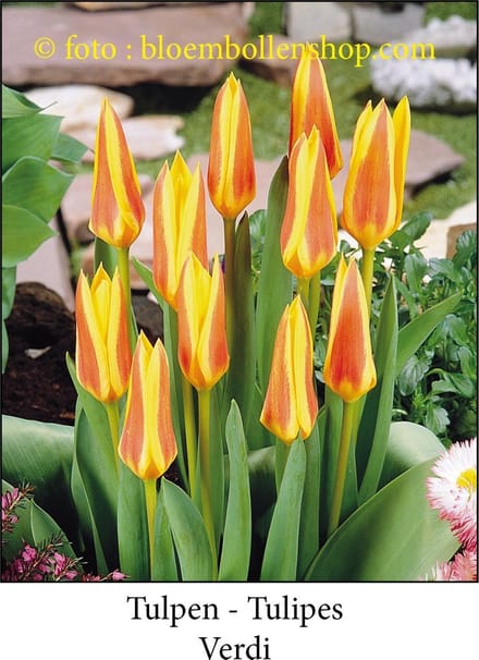 tulp Verdi 25 bollen maat 12/+ tulpen - bloembollen- tulpenbollen