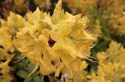 Azalea knaphill geel - jaune 40 - 50 cm in pot