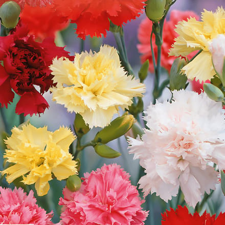 2 sets - Anjer Zaden Grenadin Gemengd Dianthus Caryophyllus Tweejarig