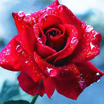 Diamant broderie fleurs à la main diamant peinture Rose image de strass 50x50CM noir