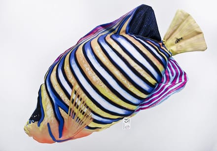 Gaby Regal Angelfish Knuffel - 50cm