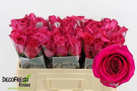 10x Rosa pink floyd! 50cm