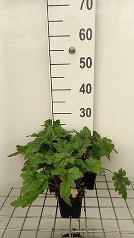 6x Perzische muts - Tiarella hybr. 'Sugar & Spice'® | 9x9 cm pot