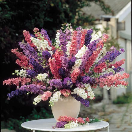 Sluis Garden - Ridderspoor Imperial Mix, dubbelbloemig (Delphinium)