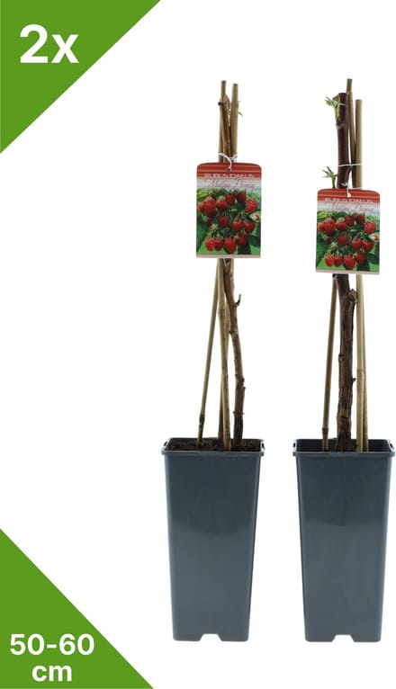 GARDENZO - Framboos in 2 liter pot - 50-60 cm set van 2