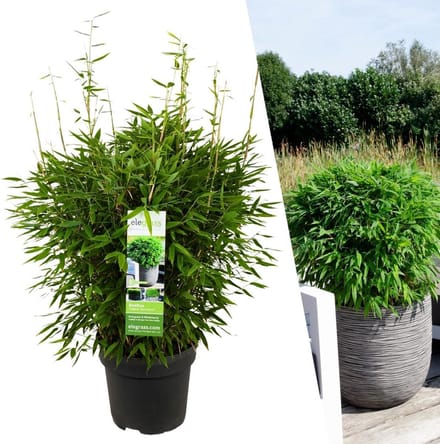1 x Fargesia moontears 'Boobux XL - Ø 29 cm - ↨ 70 cm