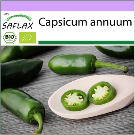 SAFLAX - Biologisch - Hot Chili Pepper – Vroege Jalapeno - 20 zaden - Capsicum annuum