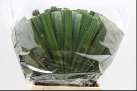 30x Sg rhapis humilis 50cm