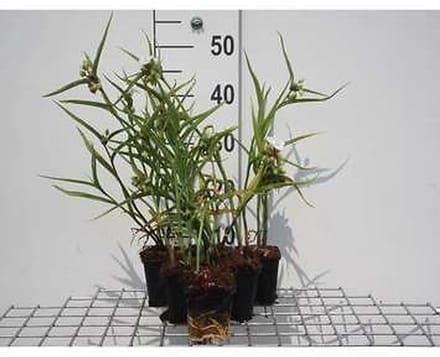 6x Eendagsbloem - Tradescantia (a) 'Innocence' | 9x9 cm pot