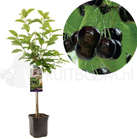 Kersenboom - Prunus avium Burlat - zoete kers - laagstam - 150cm