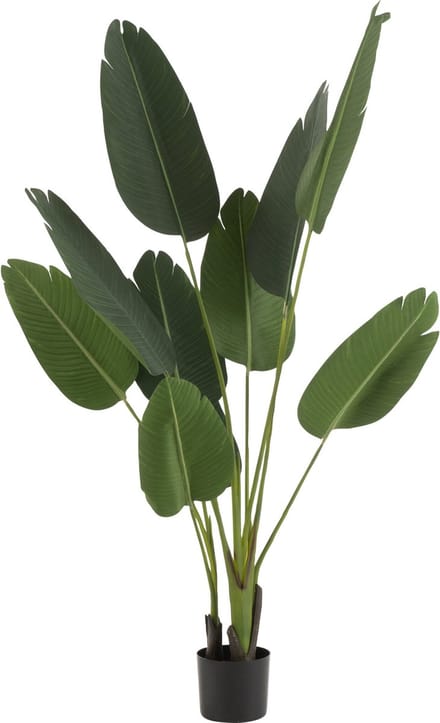 J-Line plant Strelitzia - kunststof - groen - small