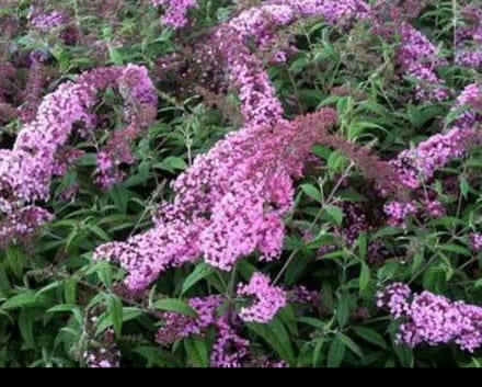 2 x Buddleja dav. 'Pink delight' - Vlinderstruik 60- 80 cm in pot