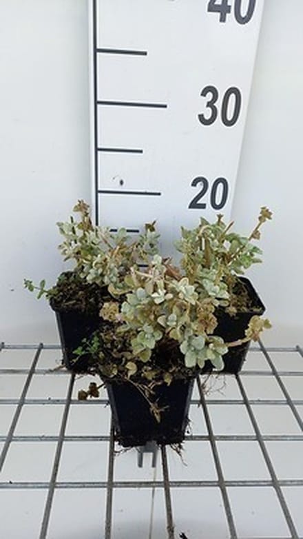 6x Valse vuurwerkplant - Ballota pseudodictamnus compact | 9x9 cm pot