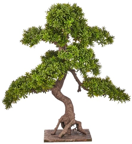 Kopu 7-stammen Podocarpus Macrophyllus Bonsai - 80 cm - Houten Voet