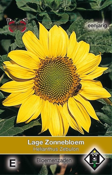 Van Hemert -  Zonnebloem Zebulon (Helianthus annuus)