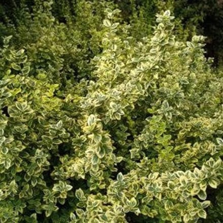 Kardinaalsmuts Struiken - Bodembedekker Euonymus - Tuin Opvullen - Wintergroene Bodembedekker - 9x9 cm Pot - Geelbonte Bladeren