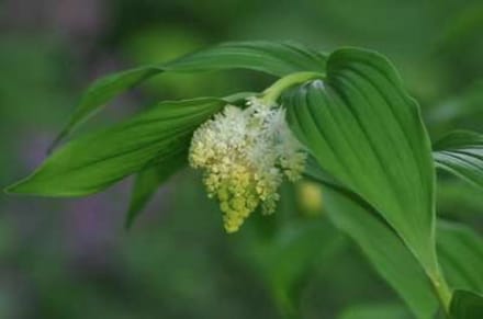 6 x SMILACINA RACEMOSA - Valse salomonszegel - pot 9 x 9 cm