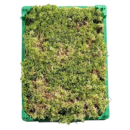 JUNAVERA Levend Sphagnum Mos in Krat - 5 Liter