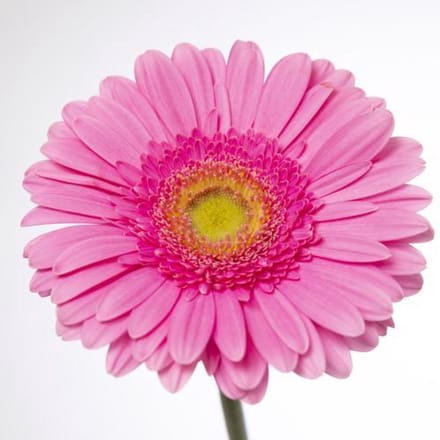 45x Gerbera glossy 70cm