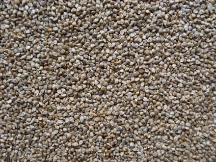 Garvo Japans Millet (GA841)