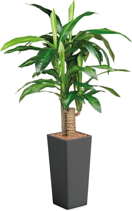 HTT - Kunstplant Dracaena Fragans in Clou vierkant antraciet H135 cm