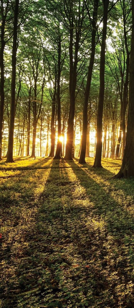 Forest Trees Beam Light Nature Photo Wallcovering
