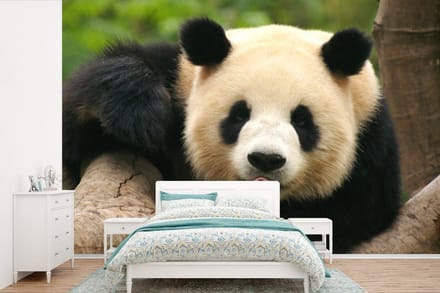 Behang - Fotobehang Dieren - Panda - Bomen - Breedte 330 cm x hoogte 220 cm