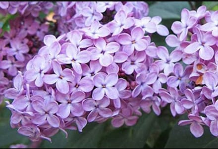 Syringa vulgaris - Sering 60- 80 cm in pot