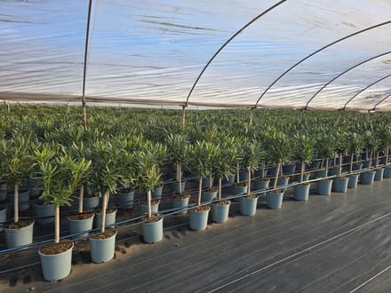 Sunny Tree - Plant - Oleander op stam - Nerium Oleander - 100-120 cm - Kleur Wit - Buitenplant