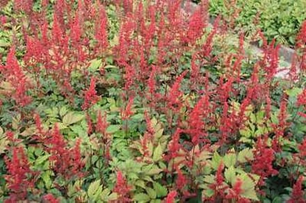 6x Astilbe - Astilbe (a) 'Spinell' | 9x9 cm pot